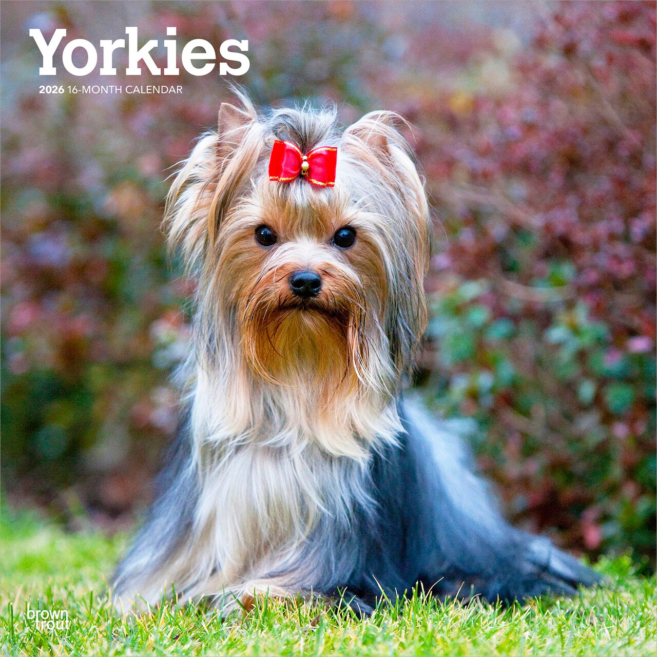 Yorkshire Terriers | 2026 12 x 24 Inch (Hanging) Monthly Square Wall Calendar | Plastic-Free